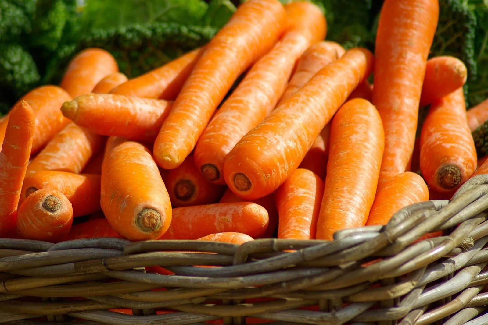 Wicker basket piled with fresh orange carrots
